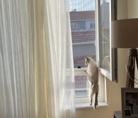 Menteşeli Kedi Sinekliği