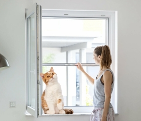 Stor Kedi Sinekliği